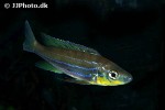 benthochromis horii benthochromis horii