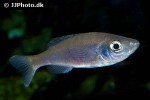 benthochromis horii benthochromis horii