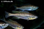benthochromis horii benthochromis horii