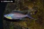 benthochromis horii benthochromis horii