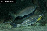 benthochromis horii benthochromis horii