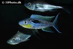 benthochromis species horii benthochromis species horii