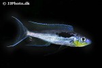 benthochromis species horii benthochromis species horii