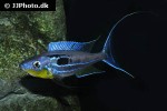 benthochromis species horii benthochromis species horii