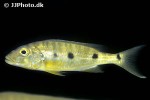 boulengerochromis microlepis boulengerochromis microlepis