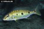 boulengerochromis microlepis boulengerochromis microlepis
