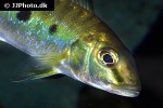 boulengerochromis microlepis boulengerochromis microlepis