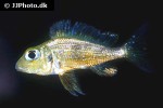callochromis macrops callochromis macrops