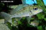 callochromis macrops callochromis macrops