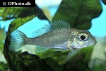 callochromis macrops callochromis macrops