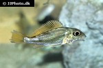 callochromis melanostigma callochromis melanostigma