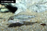 callochromis melanostigma callochromis melanostigma