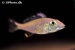 callochromis pleurospilus callochromis pleurospilus