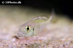 callochromis pleurospilus callochromis pleurospilus