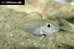 callochromis pleurospilus callochromis pleurospilus