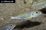 callochromis pleurospilus callochromis pleurospilus