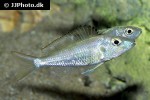 callochromis pleurospilus callochromis pleurospilus