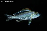 callochromis pleurospilus callochromis pleurospilus
