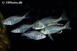 callochromis pleurospilus callochromis pleurospilus