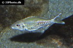 callochromis pleurospilus raspberry callochromis pleurospilus raspberry