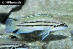 chalinochromis brichardi bifrenatus chalinochromis brichardi bifrenatus