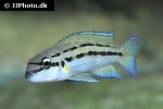 chalinochromis brichardi bifrenatus chalinochromis brichardi bifrenatus