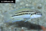 chalinochromis brichardi bifrenatus chalinochromis brichardi bifrenatus