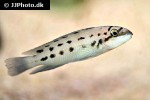 chalinochromis species ndobhoi chalinochromis species ndobhoi