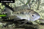 cyathopharynx foae cyathopharynx foae