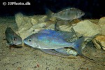 cyathopharynx furcifer cyathopharynx furcifer