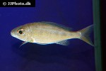 cyathopharynx furcifer cyathopharynx furcifer