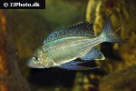 cyathopharynx furcifer cyathopharynx furcifer