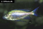 cyathopharynx furcifer cyathopharynx furcifer