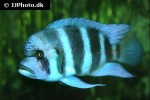 cyphotilapia frontosa cyphotilapia frontosa