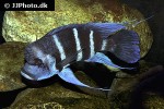 cyphotilapia frontosa cyphotilapia frontosa