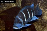 cyphotilapia frontosa cyphotilapia frontosa