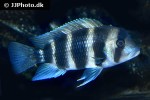 cyphotilapia frontosa cyphotilapia frontosa