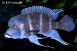 cyphotilapia frontosa cyphotilapia frontosa