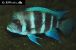 cyphotilapia frontosa cyphotilapia frontosa