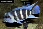cyphotilapia frontosa cyphotilapia frontosa