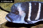 cyphotilapia frontosa cyphotilapia frontosa