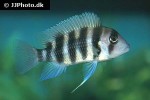 cyphotilapia frontosa cyphotilapia frontosa