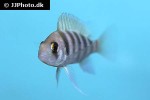 cyphotilapia frontosa cyphotilapia frontosa