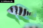 cyphotilapia frontosa cyphotilapia frontosa