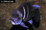 cyphotilapia frontosa cyphotilapia frontosa