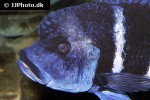 cyphotilapia frontosa cyphotilapia frontosa