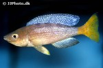 cyprichromis leptosoma cyprichromis leptosoma