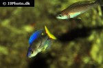 cyprichromis leptosoma cyprichromis leptosoma