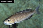 cyprichromis leptosoma cyprichromis leptosoma