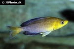 cyprichromis leptosoma cyprichromis leptosoma